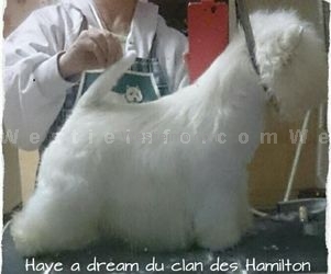 Have a Dream du Clan des Hamilton